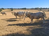 Buğa, Kasta inəyi — foto 4
