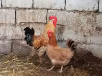 Chickens — foto 2