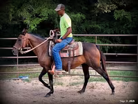 母马, Quarter Horse — 照片 6