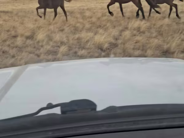 Toychoq, Kazakh horse