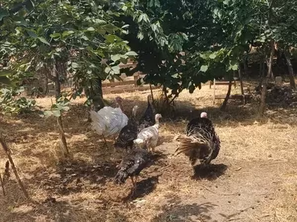 Turkeys — أرمينيا