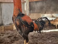 Chickens — Foto 1