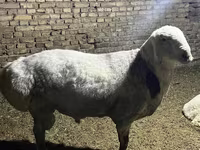 Qoç, Afghan Arabi sheep — foto 6