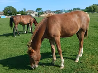 Horse (M), Horses — photo 6