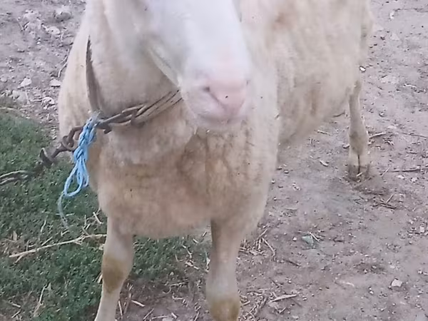 Ram, Sheep