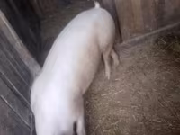 Knur, Świnie — zdjęcie 1