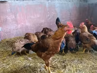 Chickens — الصورة 1