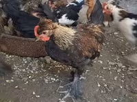 Japanese Bantam — photo 5
