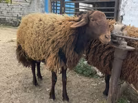 Qoç, Qoyunlar — foto 1