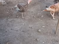 Burbon Qırmızı — foto 5