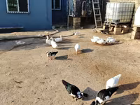 American Pekin — photo 1