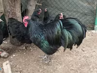 Chickens — photo 1