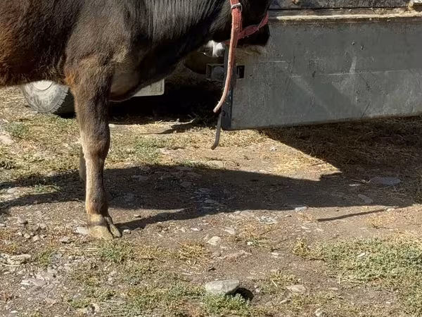 गाय, अलाताऊ नस्ल