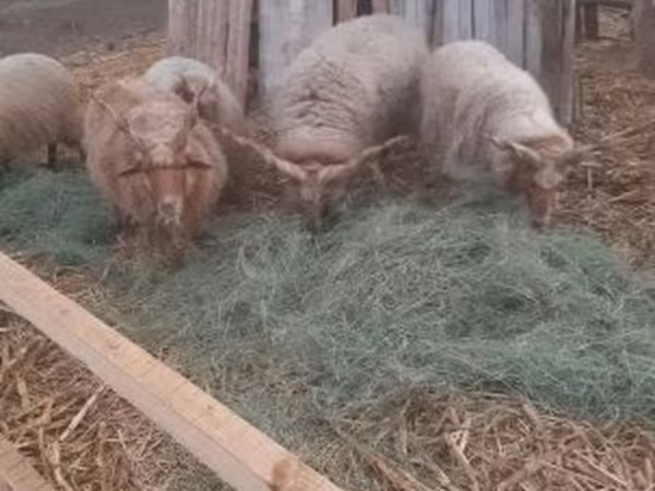 Баран, Racka sheep