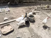 Ducks — photo 2
