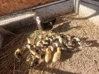 Ducks — zdjęcie 1