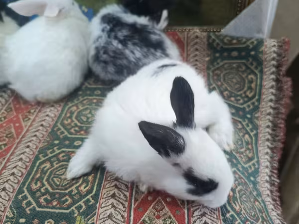 Dovşan yemləri 2-azn, 2.50 Bala Dovşanlar 5azn. Apilka (Yonqar