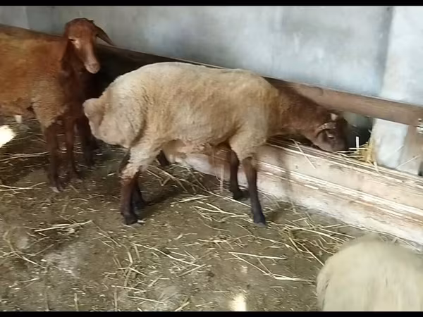 Qoyunlar (partiya, cinsi göstərilməyib), Qoyunlar