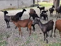 Dişi keçi, Murcia-Granada goats — foto 5