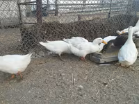Ducks — photo 7