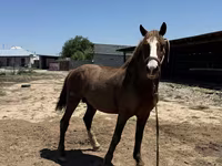 Koń, Kazakh horse — zdjęcie 3