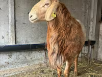 Widder, Arashan sheep — Foto 2