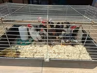 Holenderski bantam — zdjęcie 3