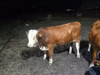 Touro, Swiss cattle — foto 2