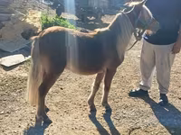 घोड़ा, Shetland Pony — फ़ोटो 2