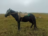 Caballo, Caballos — foto 2