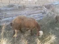 Ram, Sheep — photo 8