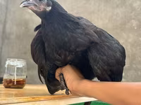 Chickens — foto 4