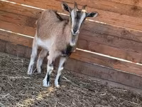 Cabra, West African dwarf goats — foto 4