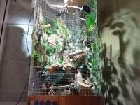 Unikal şaquli terrarium/volyer – dekorativ ağac gövdəsi və təbii — фото 1