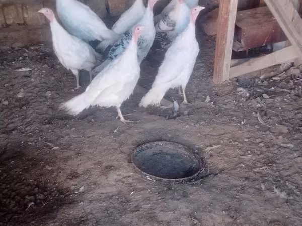 Turkeys — Azərbaycan