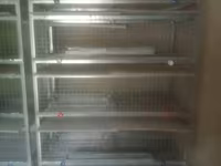 Sənaye tipli quşçuluq qəfəs sistemi - Material: sinklənmiş metal — 照片 3