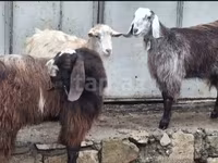 山羊（批次，未指定性别）, Goats — 照片 5