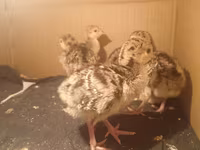 Geniş Sinəli Ağ — foto 1