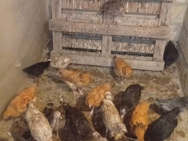 Turkeys