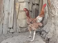 Chickens — foto 3