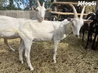 Ziegenbock, Saanen goat — Foto 8