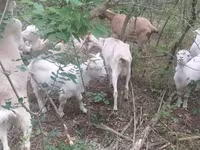 Dişi keçi, Nubian Goat — foto 1
