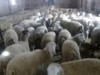 Schaf, Schafe — Foto 1