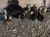 Ducks — foto 1