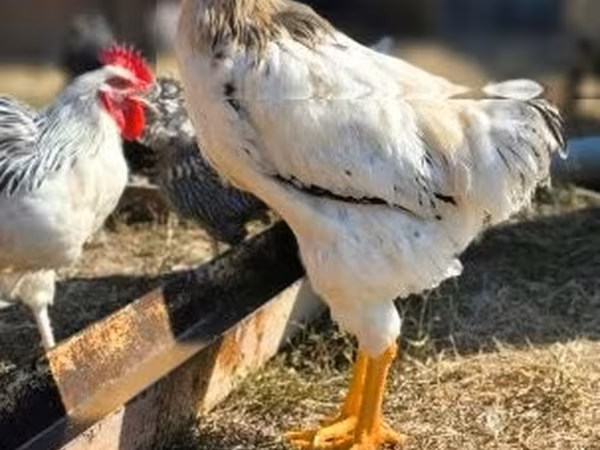 Chickens