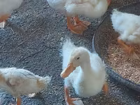 Ducks — photo 4