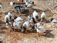 Chickens — photo 2