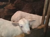 Keçi, Saanen goat — foto 6