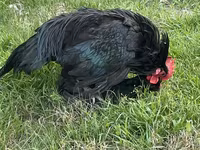 Australorp — foto 8