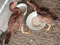 Chickens — photo 3